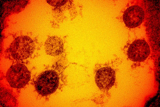 Американские ученые нашли компонент антитела, «полностью нейтрализующий» коронавирус 