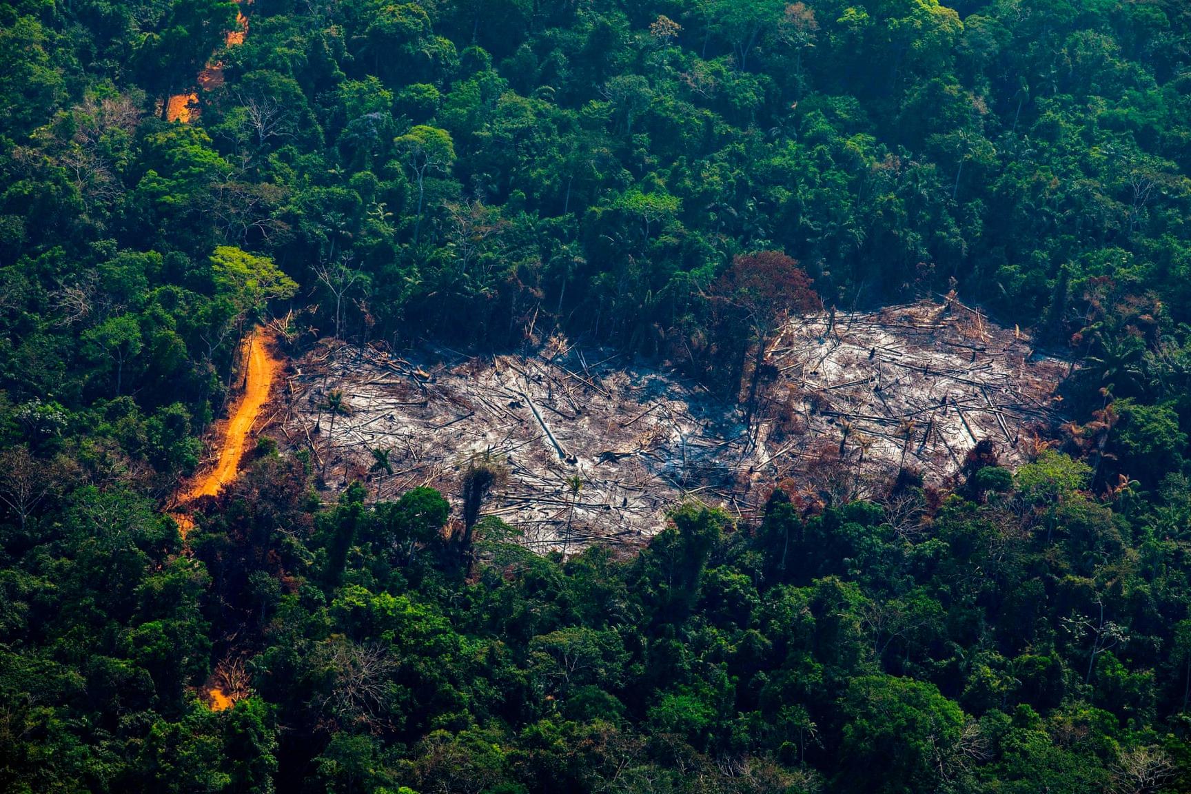Ежегодно на планете вырубается количество лесного покрова, сопоставимое с территорией Великобритании: исследование