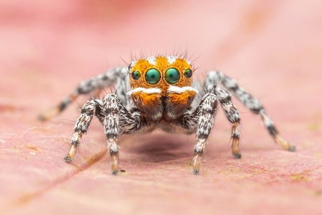 Новый вид паука-павлина назвали в честь героя известного мультфильма