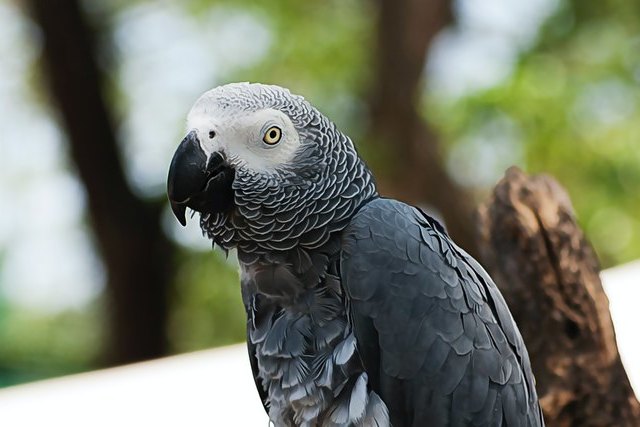 Умная птица: показатели студентов Гарварда в тесте на память оказались хуже тех, что показал 22-летний попугай Жако