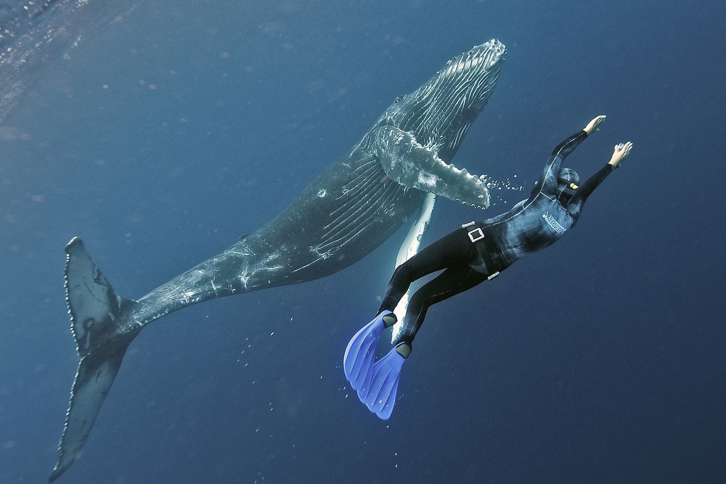 С точки зрения науки: почему горбатый кит не смог проглотить человека 