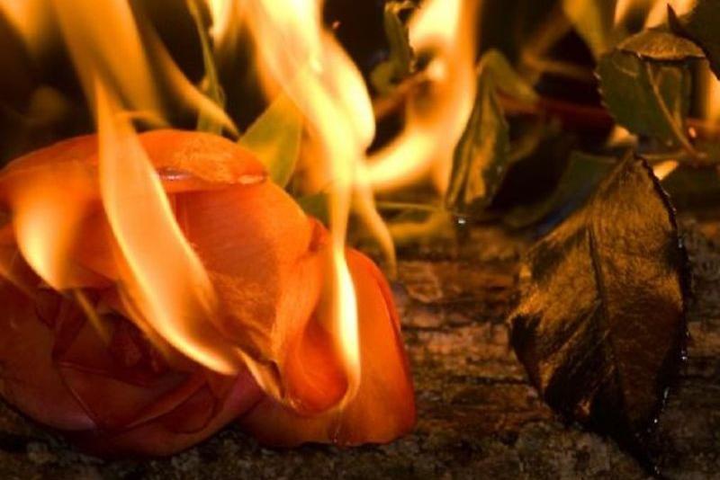 В аэропорту Воронежа сожгли 500 срезов цветов из Армении