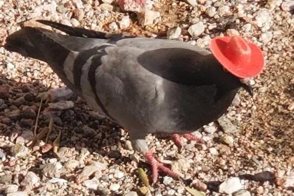 В Лас-Вегасе заметили голубей в маленьких красных ковбойских шляпах