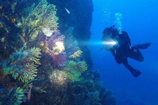 Во время пандемии морские существа «отвоевали» свои территории