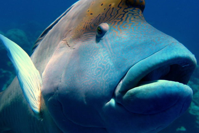 Морские биологи заметили, что в период пандемии некоторые представители крупных видов рыб… впали в депрессию