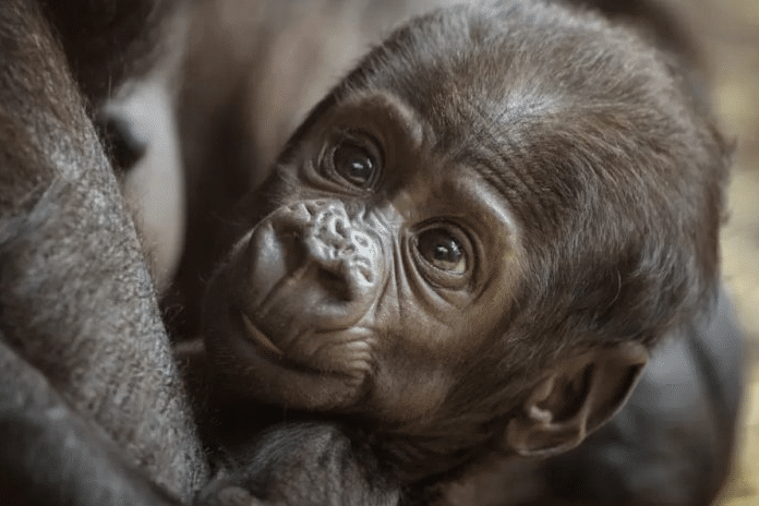 В американском зоопарке «самец» гориллы родил детеныша, чем весьма удивил смотрителей