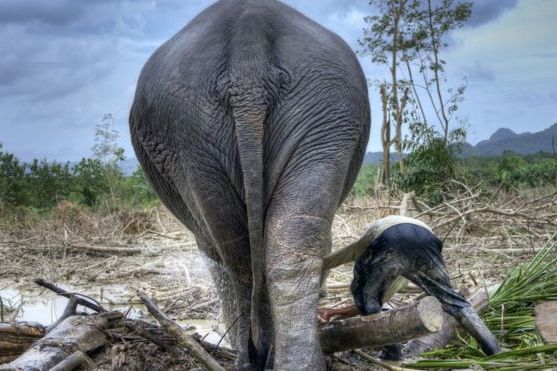 Природа разрушается людьми: согласно докладу WWF, популяция диких животных сократилась более чем на две трети менее чем за 50 лет