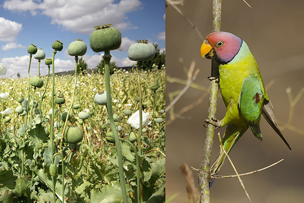 «Летающие наркоманы»: в Индии и Австралии попугаи пристрастились к опиуму и сеют хаос