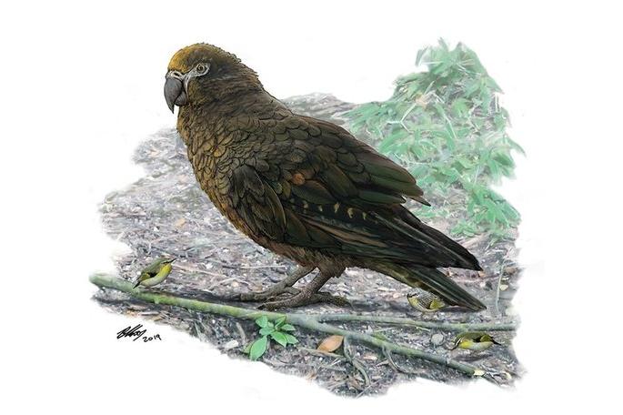 «Неожиданный Геракл»: ученые нашли останки ранее неизвестного гигантского попугая 