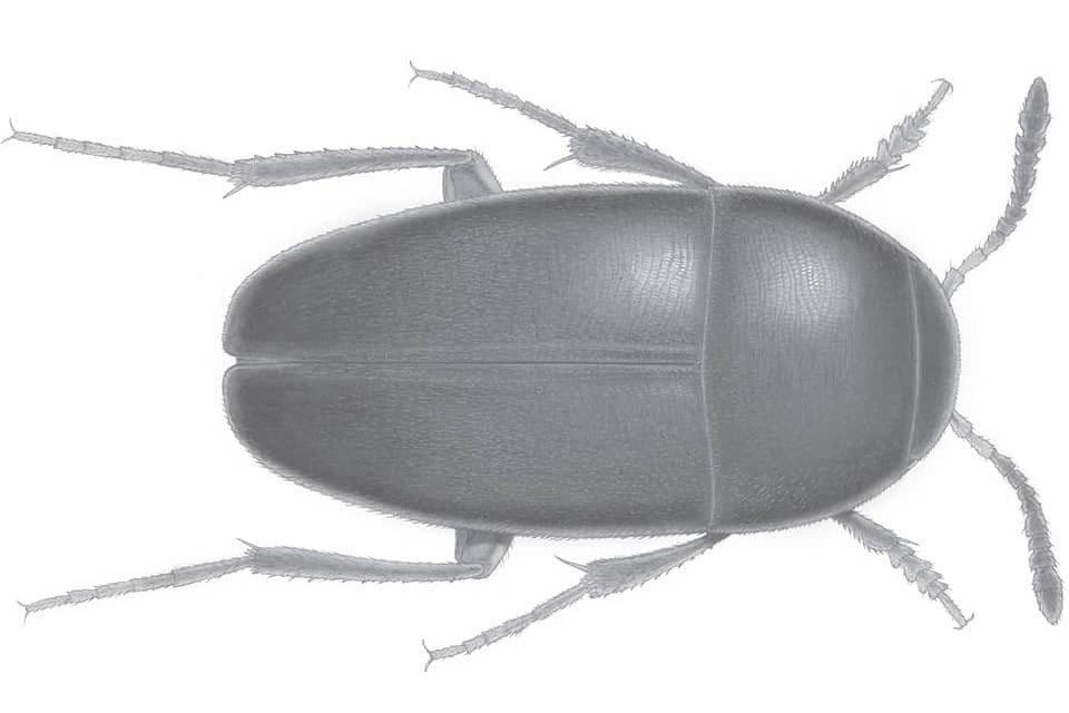 Ученые назвали новый вид жука в честь легендарной английской группы The Beatles