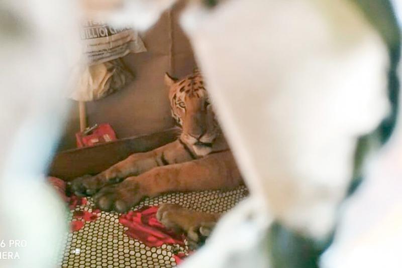 В Индии обессиленная стихией тигрица пришла в дом и проспала на кровати целый день 