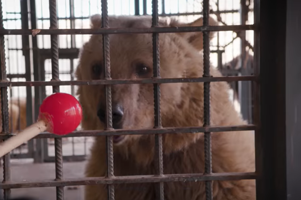 Телеканал Aljazeera снял фильм о том, как активист Рубен Хачатрян спасает медведей от неблагоприятных условий содержания