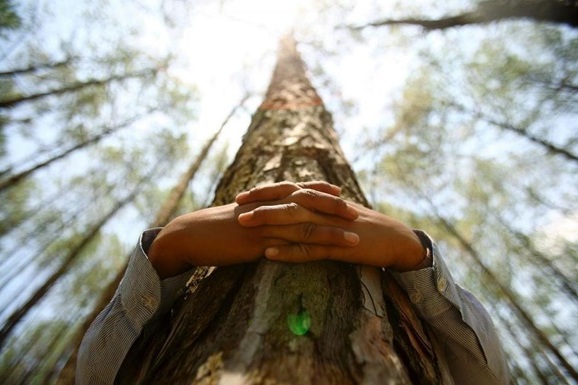 Соревнование в скорости, самоотдаче и креативности: в Лапландии состоится первый чемпионат мира по… обниманию деревьев