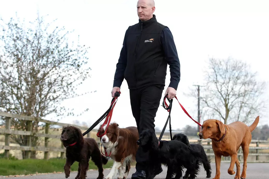 В Великобритании начали дрессировать собак, чтобы научить их распознавать по запаху людей, зараженных коронавирусом