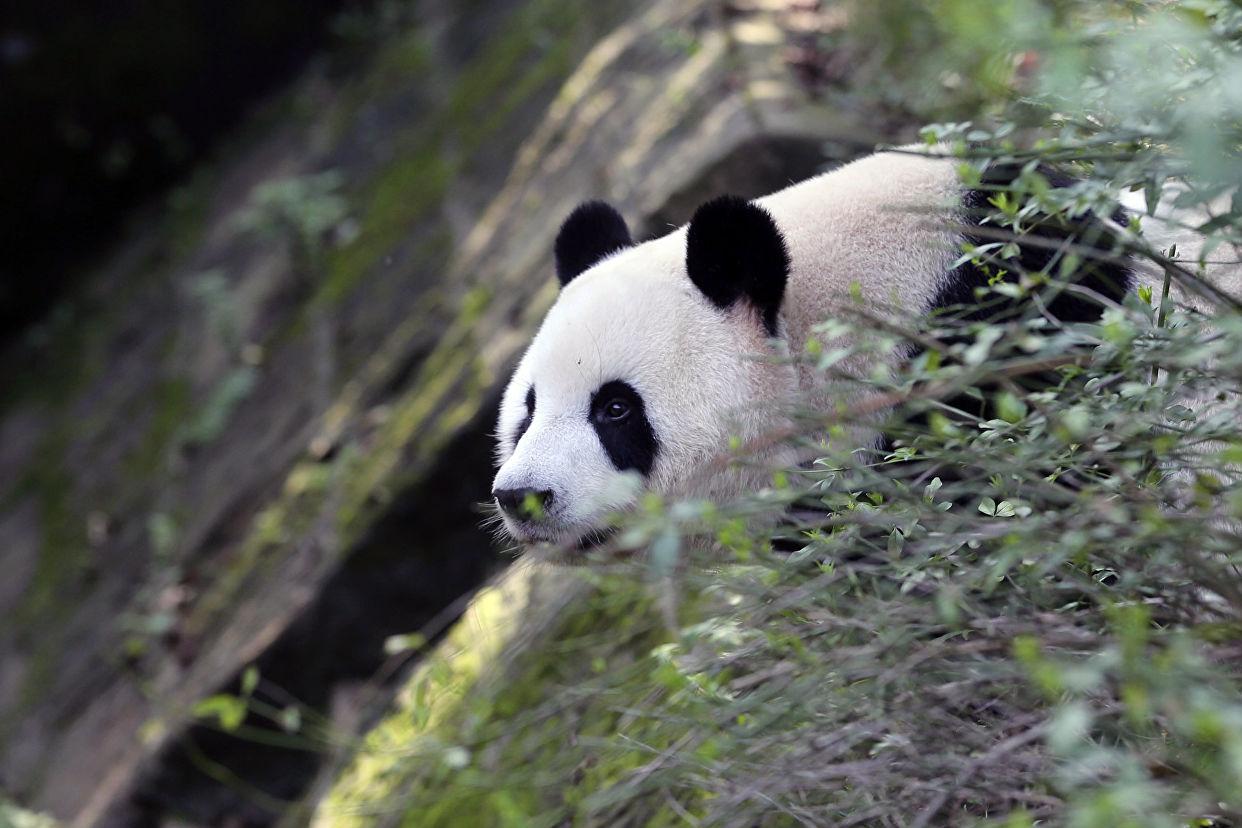 В пекинском зоопарке туристы забросали панду камнями