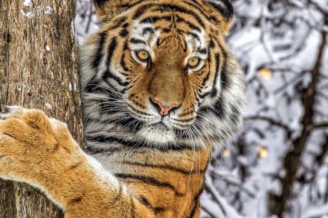 Тигрица в зоопарке Нью-Йорка заразилась коронавирусом от человека: Deutsche Welle