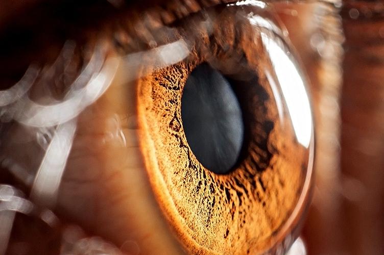 Ученые нашли главный механизм слепоты: это поможет лечить потерю зрения из-за целого ряда болезней
