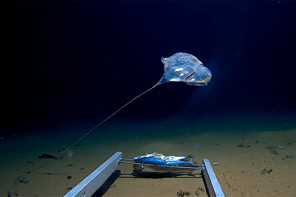 Нечто, ранее невиданное: необычная находка ученых на дне самого глубокого места Индийского океана — Зондского желоба