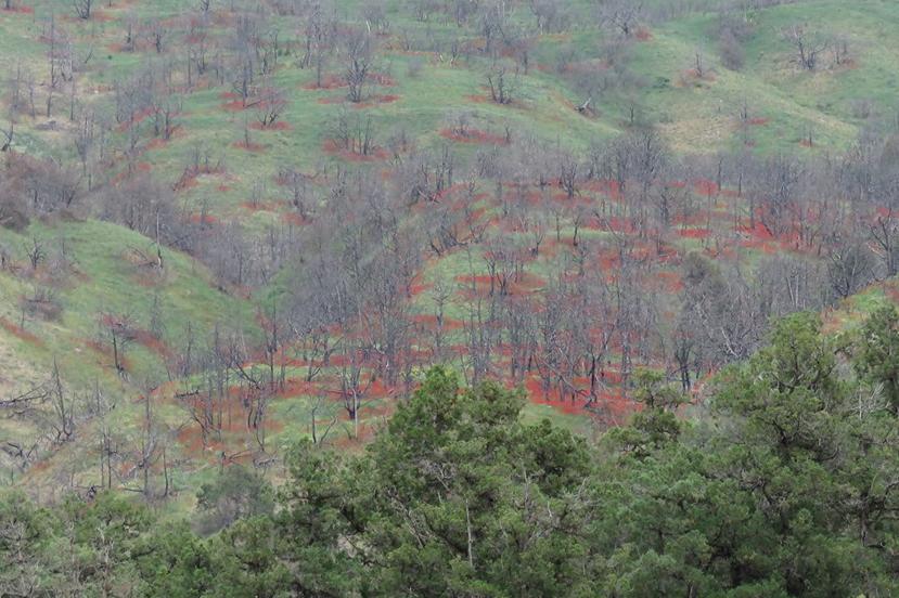 На сгоревших участках заповедника «Хосровский лес» распустились цветы